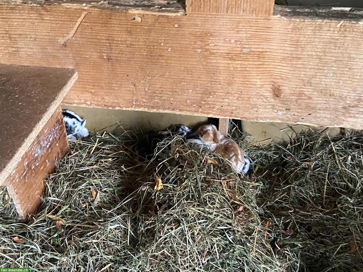 Bild 2: Kaninchen / Hasenbabys aus Privatzucht abzugeben