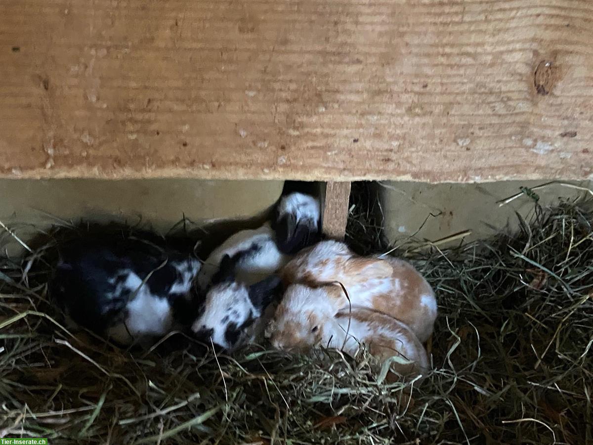 Bild 3: Kaninchen / Hasenbabys aus Privatzucht abzugeben
