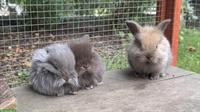 Junge, süsse Zwergwidder Kaninchen!