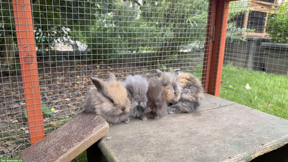 Bild 2: Junge, süsse Zwergwidder Kaninchen!