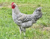 Bielefelder Kennhuhn Hahn in seltenem Farbschlag abzugeben