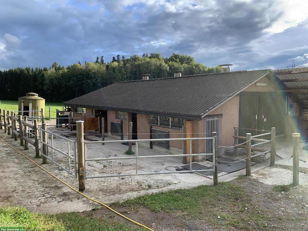 Stallteil / Pferdestall zur Selbstversorgung in Effretikon ZH