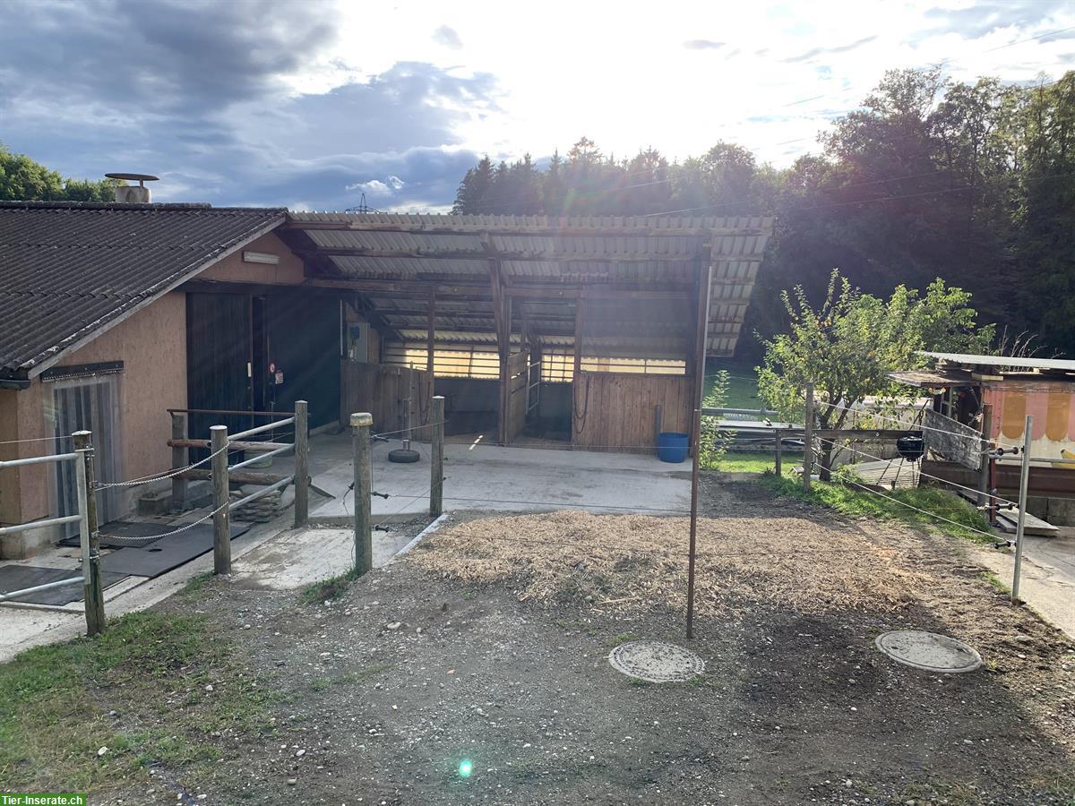 Bild 2: Stallteil / Pferdestall zur Selbstversorgung in Effretikon ZH
