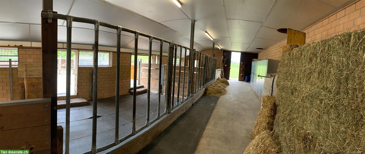 Bild 4: Stallteil / Pferdestall zur Selbstversorgung in Effretikon ZH