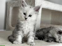 Maine Coon Kitten Shaded aus Hobbyzucht