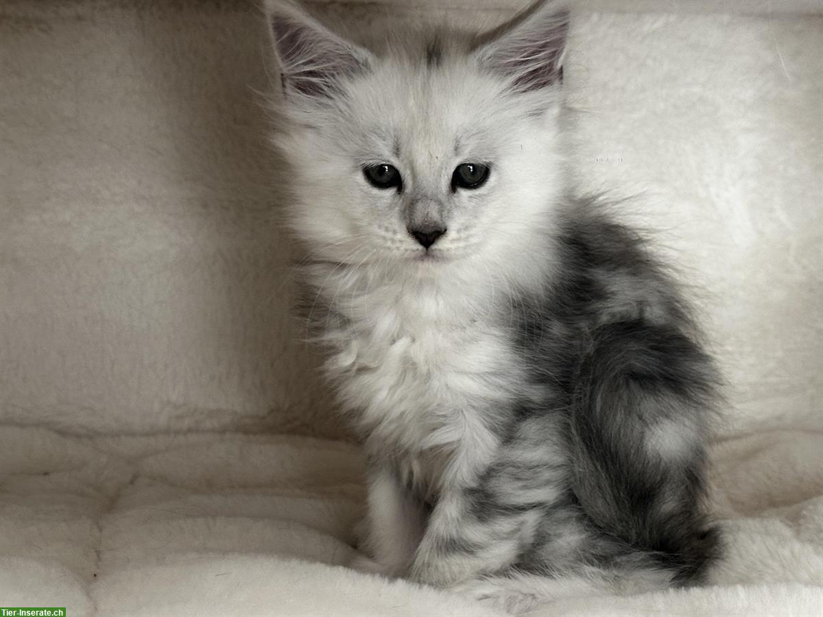 Bild 2: Maine Coon Kitten Shaded aus Hobbyzucht