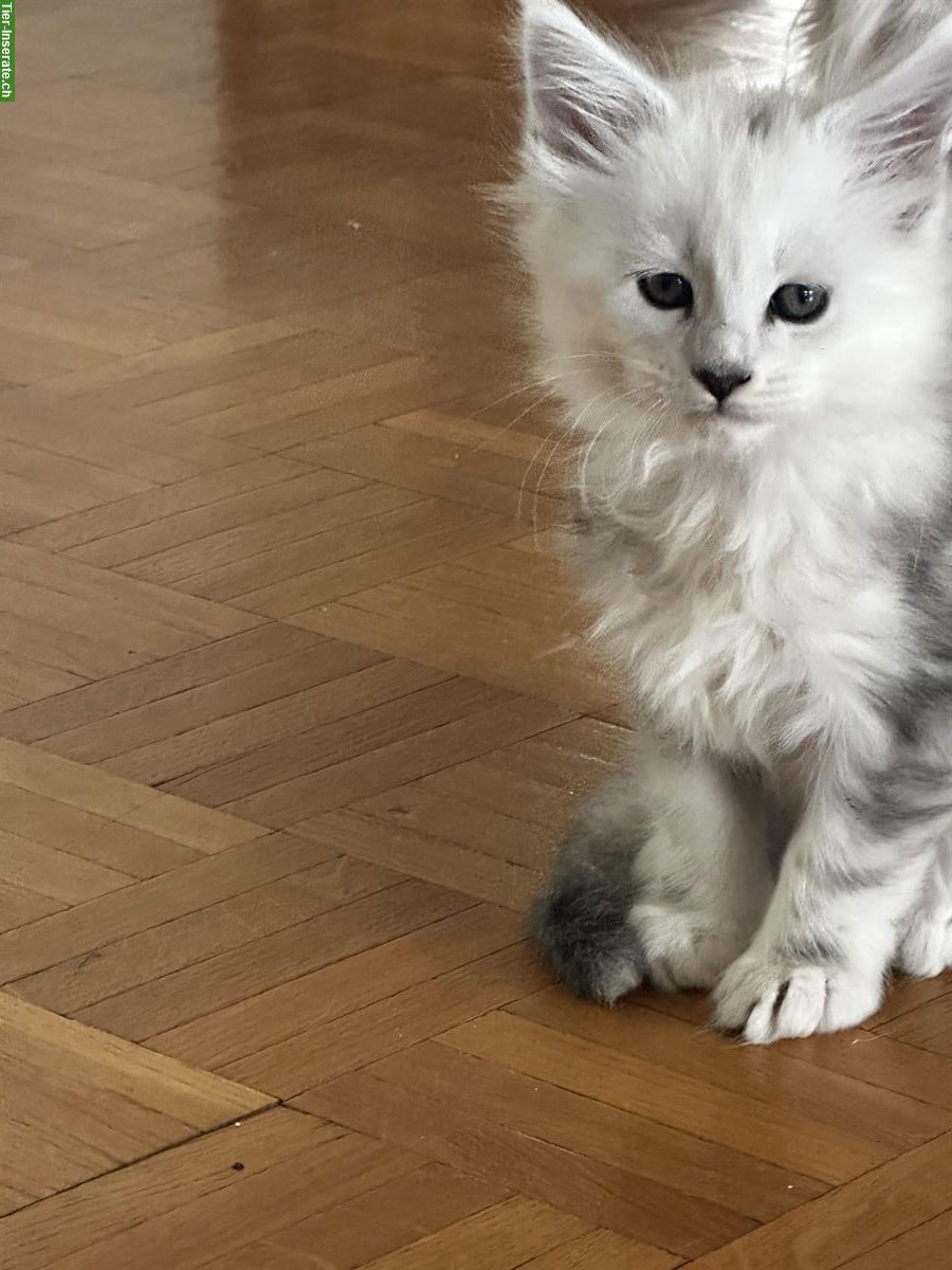Bild 3: Maine Coon Kitten Shaded aus Hobbyzucht