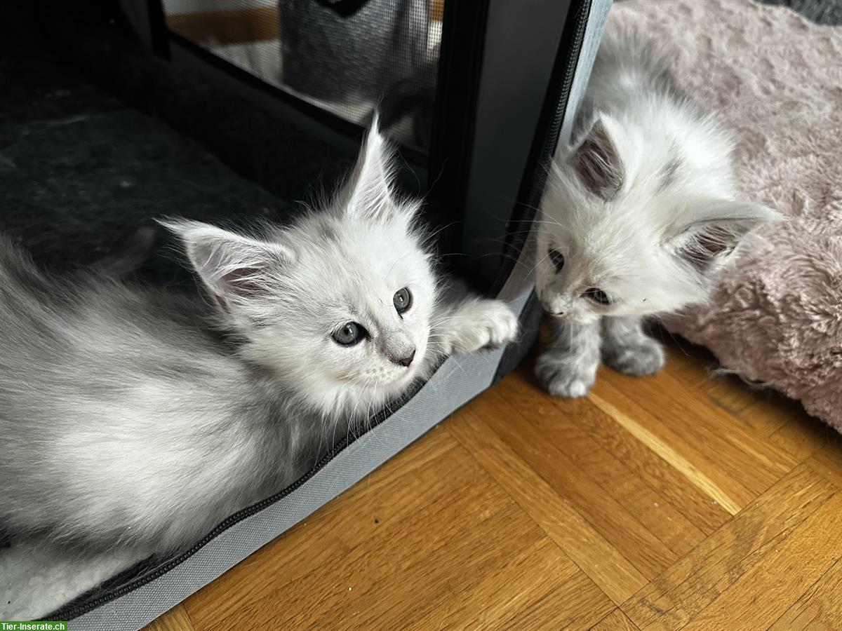 Bild 4: Maine Coon Kitten Shaded aus Hobbyzucht