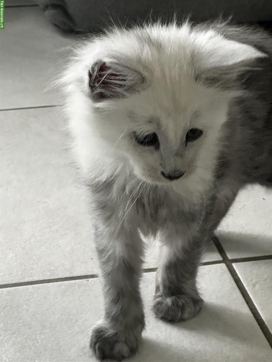 Bild 5: Maine Coon Kitten Shaded aus Hobbyzucht