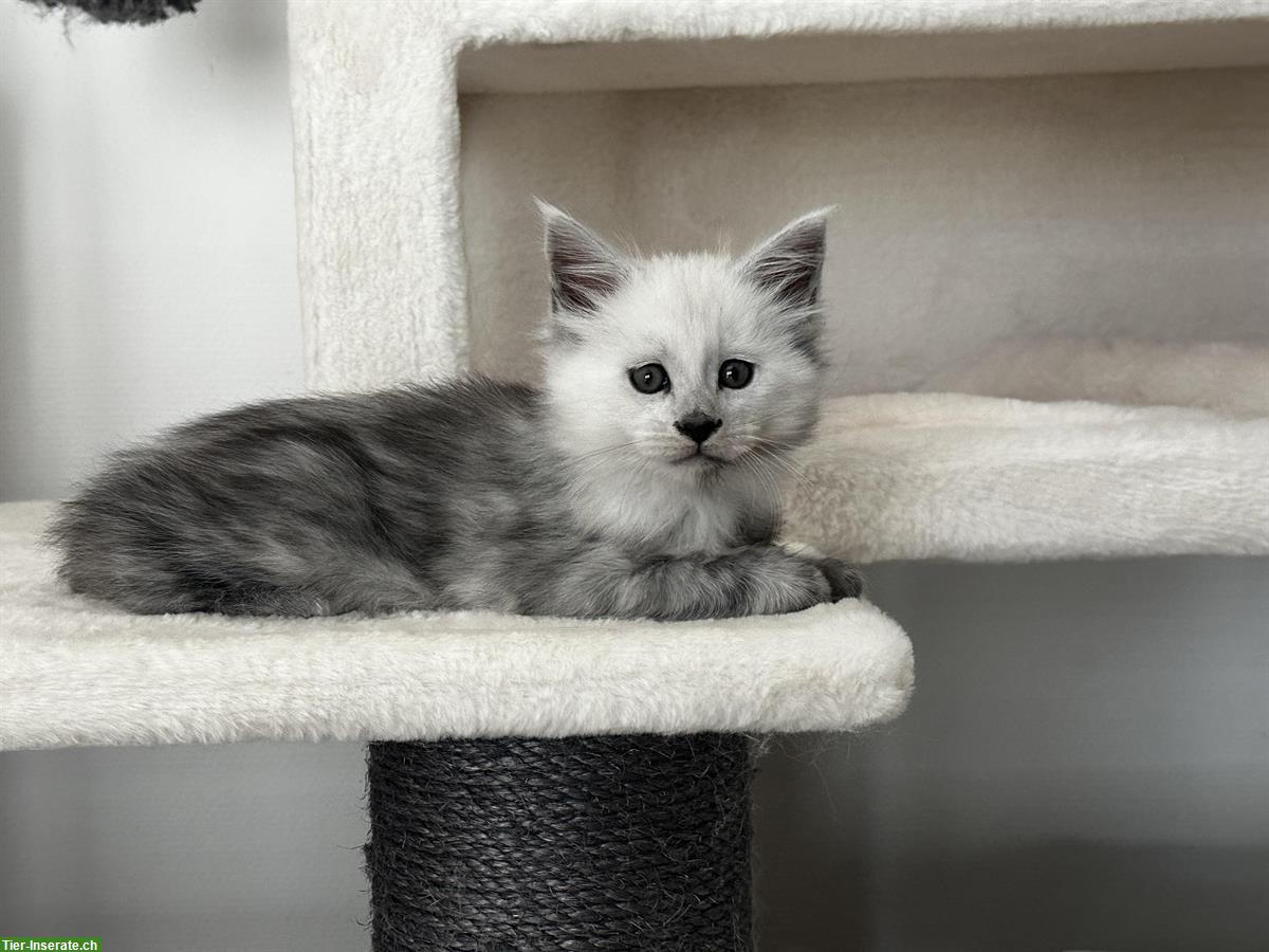 Bild 6: Maine Coon Kitten Shaded aus Hobbyzucht