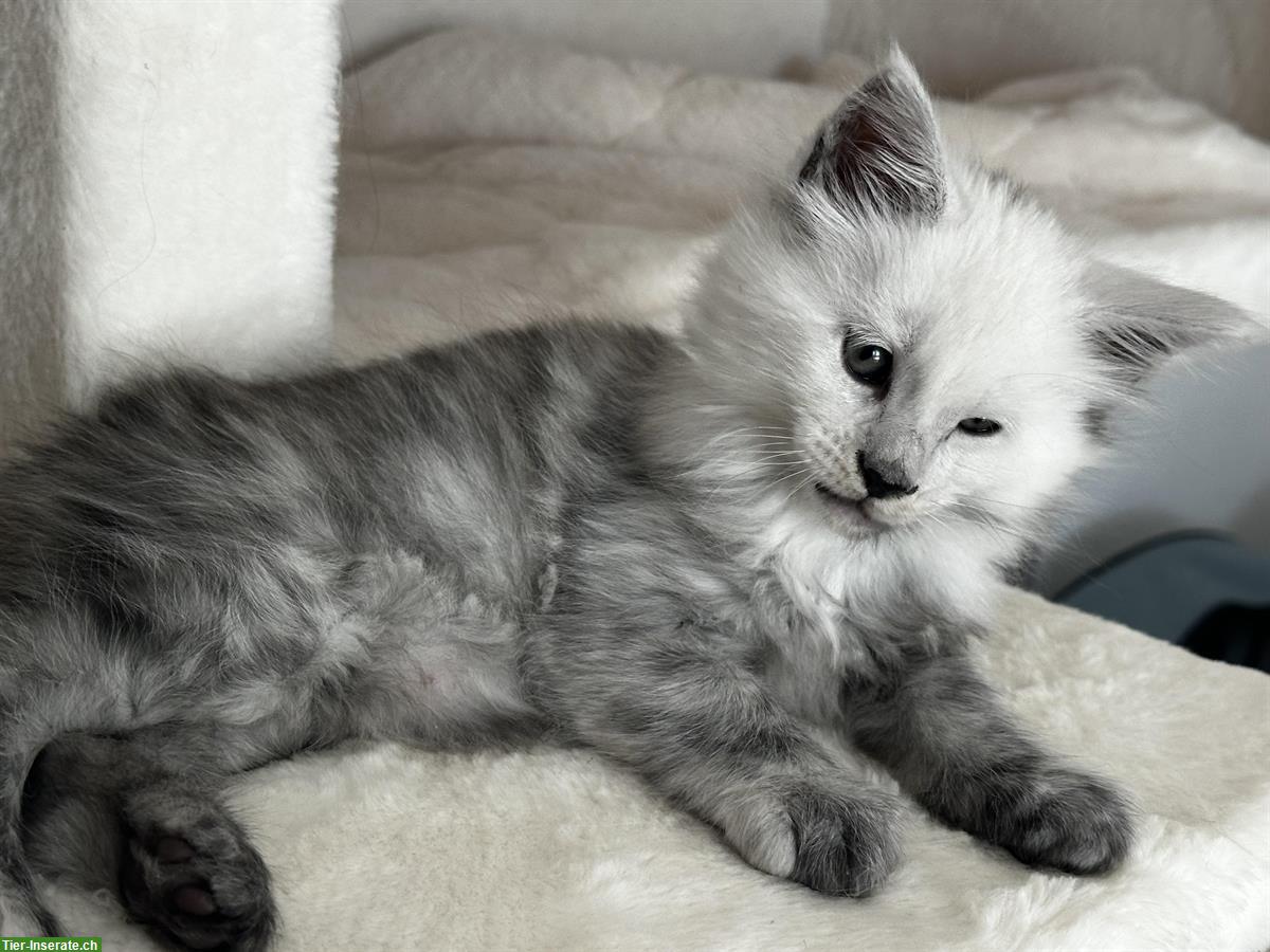 Bild 7: Maine Coon Kitten Shaded aus Hobbyzucht