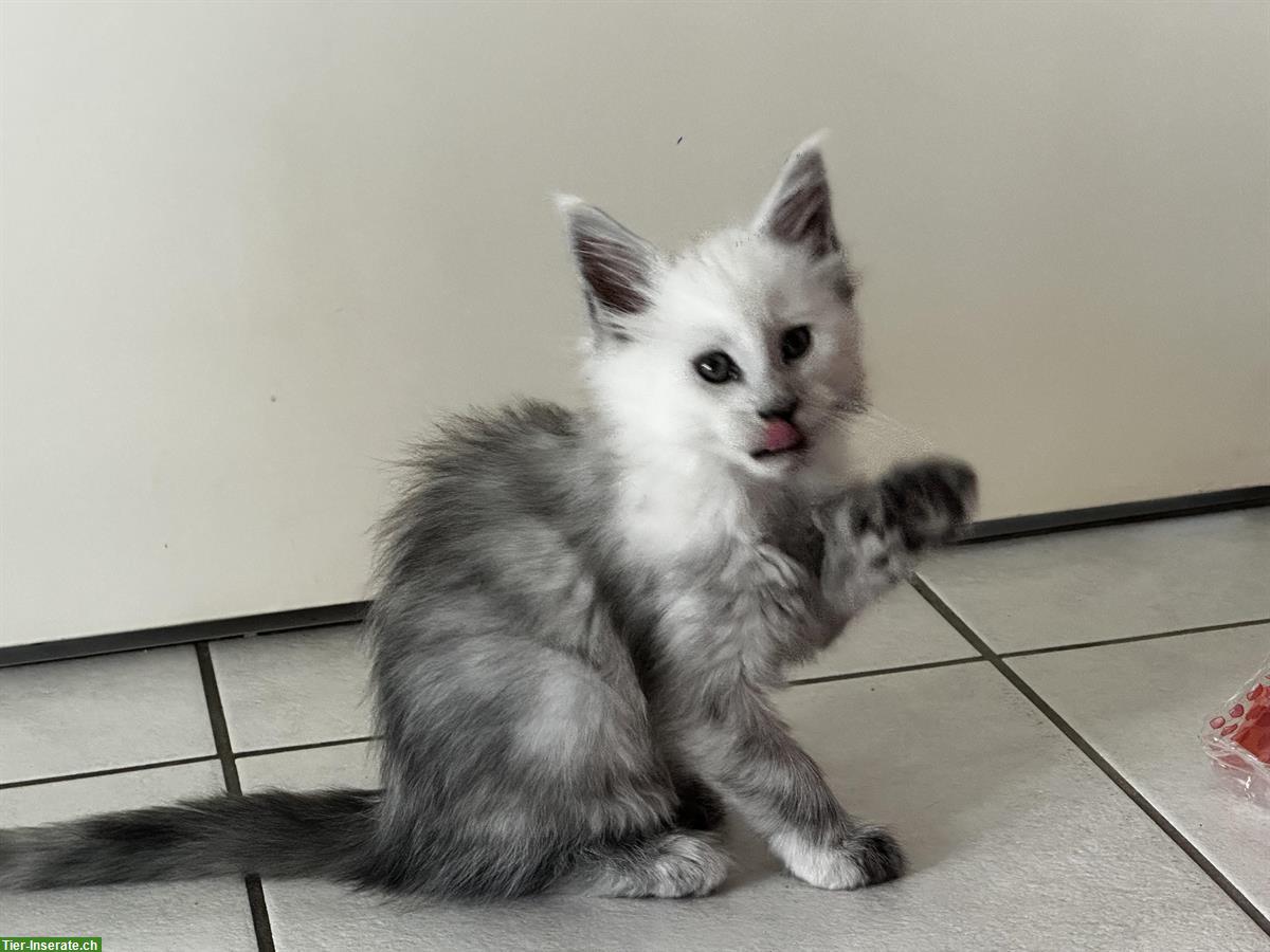 Bild 9: Maine Coon Kitten Shaded aus Hobbyzucht