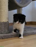 BKH Scottish Fold Mischlingskitten suchen Zuhause