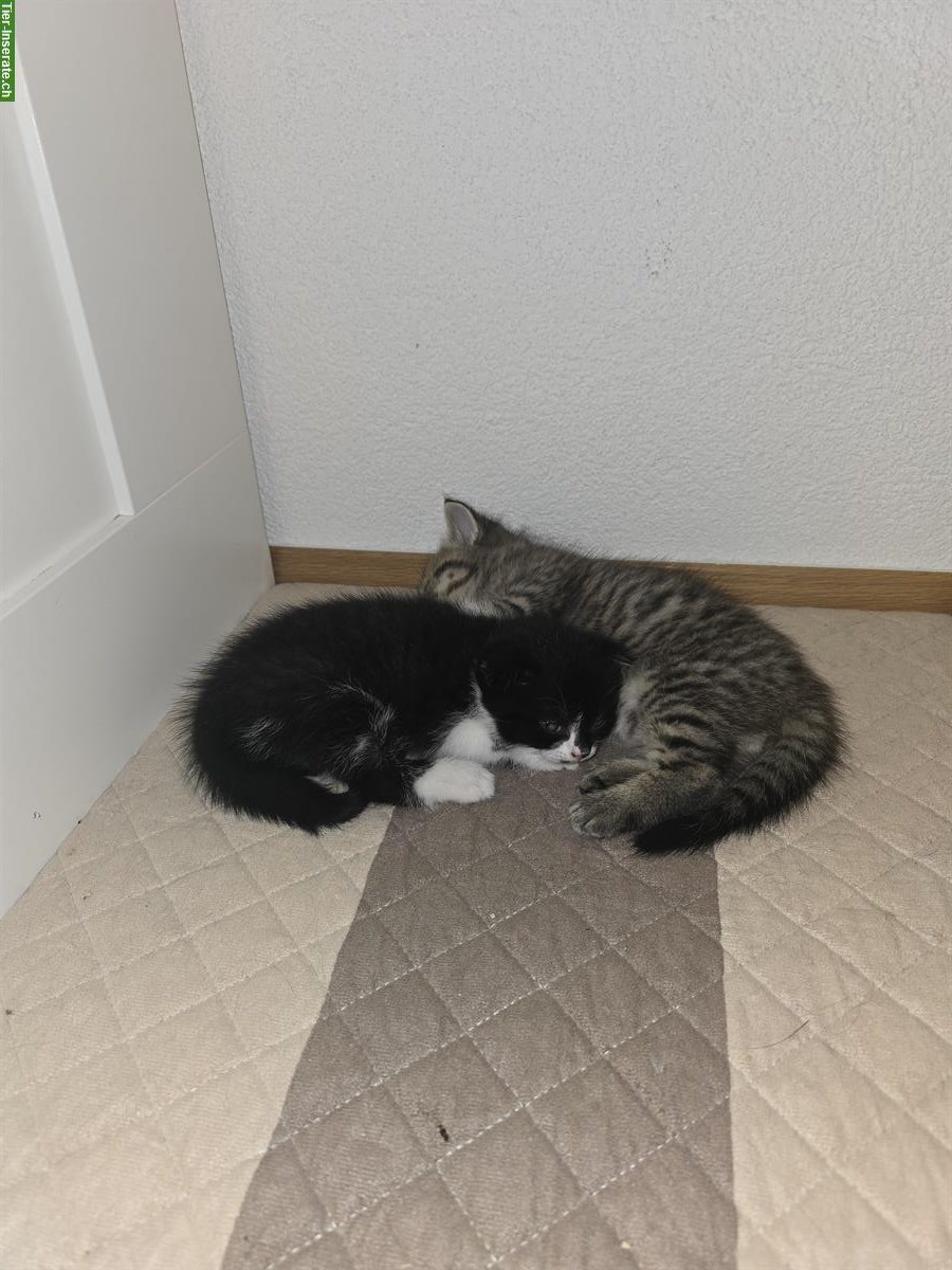 Bild 10: BKH Scottish Fold Mischlingskitten suchen Zuhause