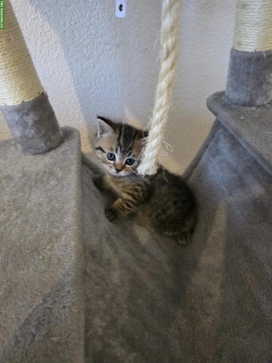 Bild 2: BKH Scottish Fold Mischlingskitten suchen Zuhause