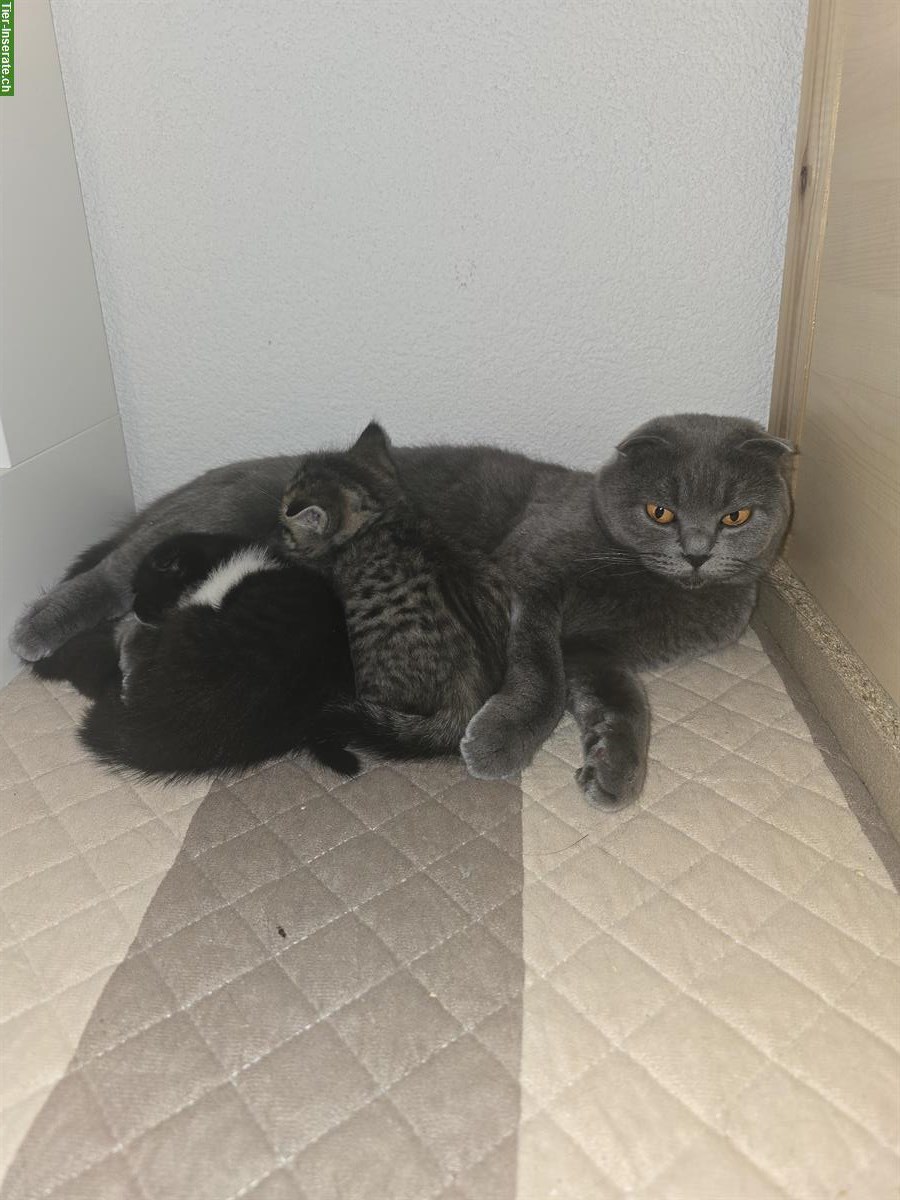 Bild 3: BKH Scottish Fold Mischlingskitten suchen Zuhause