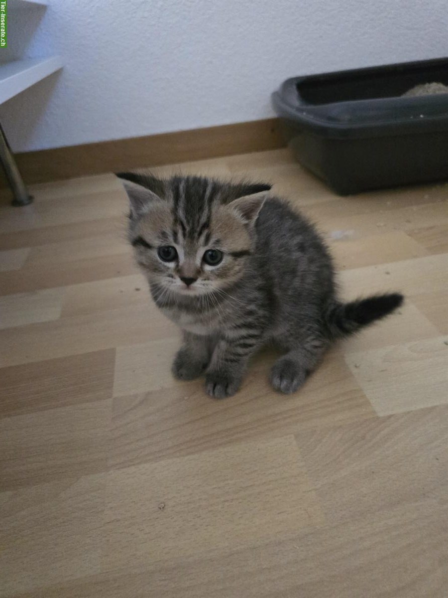 Bild 4: BKH Scottish Fold Mischlingskitten suchen Zuhause