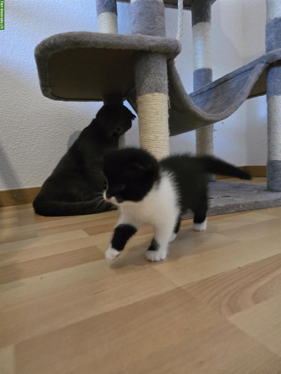 Bild 5: BKH Scottish Fold Mischlingskitten suchen Zuhause