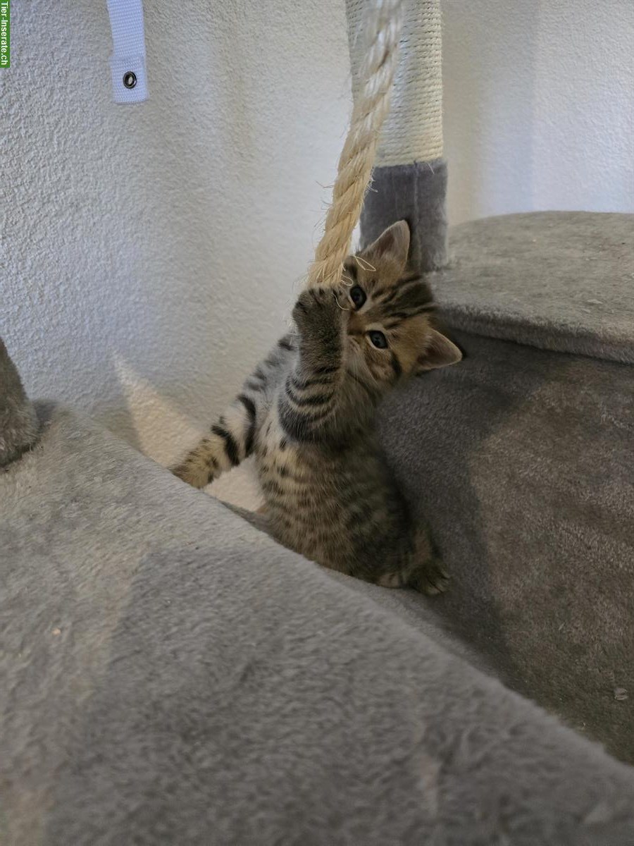 Bild 6: BKH Scottish Fold Mischlingskitten suchen Zuhause