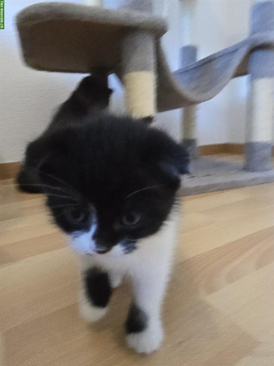 Bild 7: BKH Scottish Fold Mischlingskitten suchen Zuhause