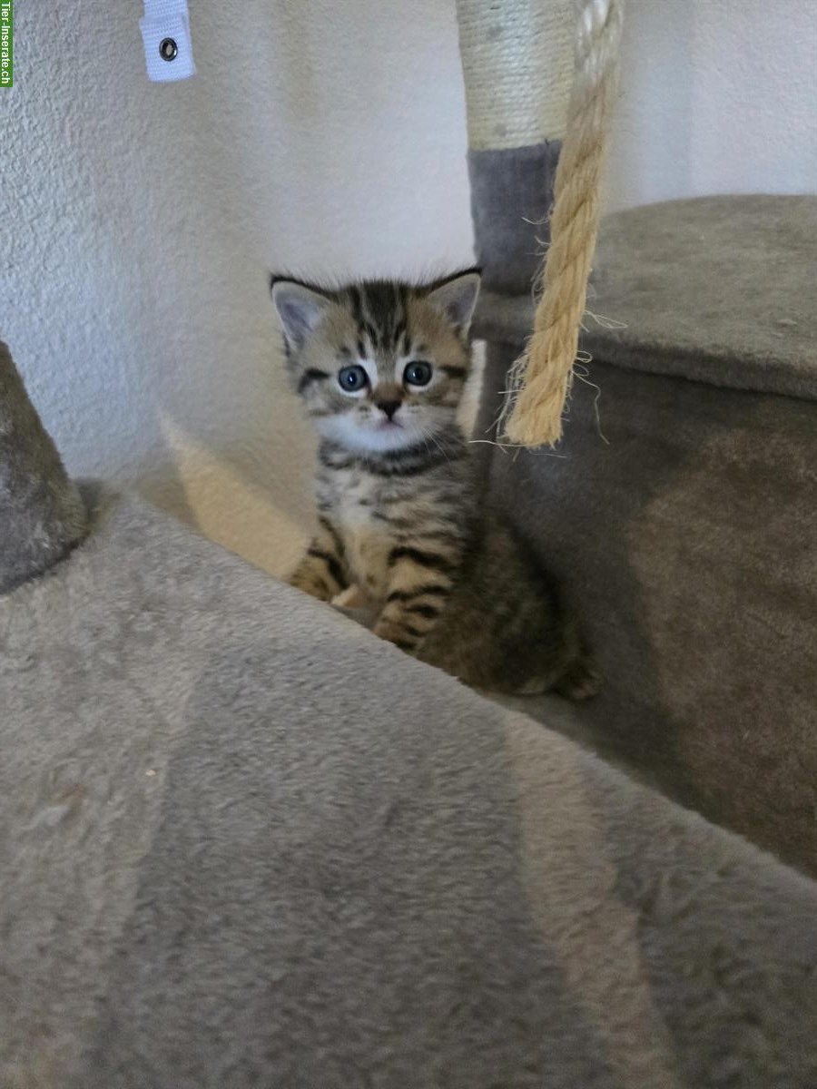 Bild 8: BKH Scottish Fold Mischlingskitten suchen Zuhause