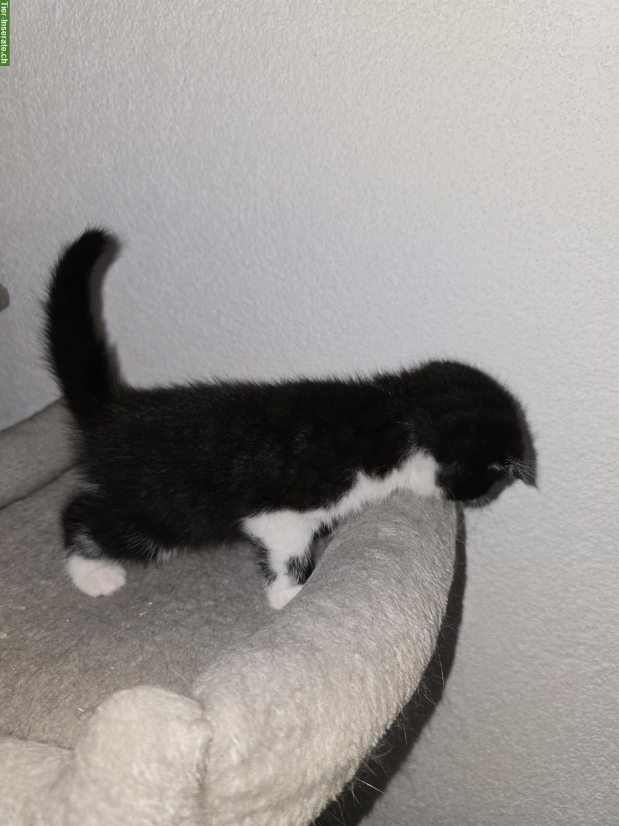 Bild 9: BKH Scottish Fold Mischlingskitten suchen Zuhause