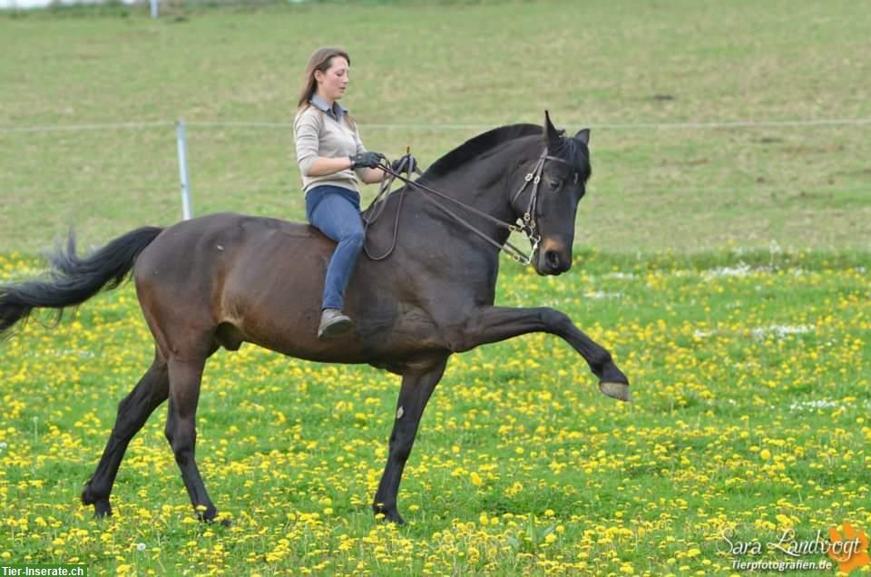 Bild 2: Biete mobilen Reitunterricht, Beritt, Bodearbeit, klassische Dressur