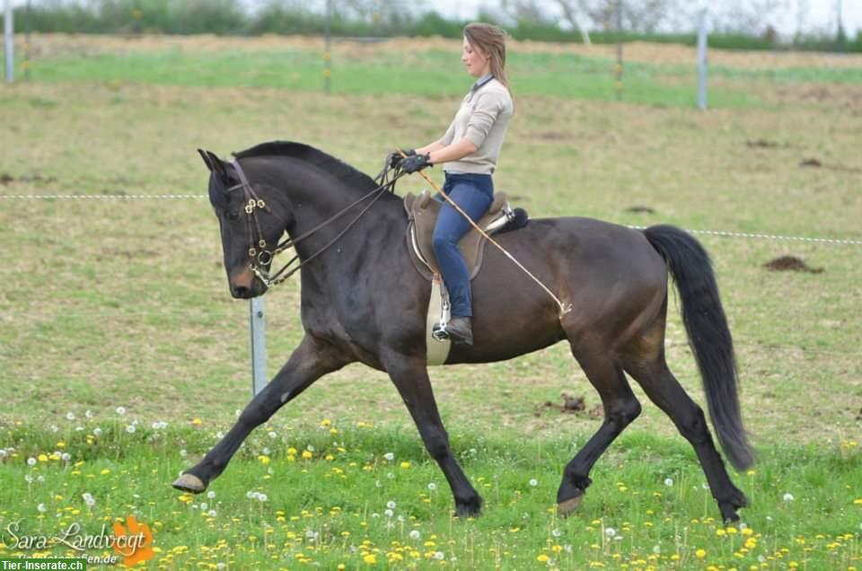 Bild 3: Biete mobilen Reitunterricht, Beritt, Bodearbeit, klassische Dressur