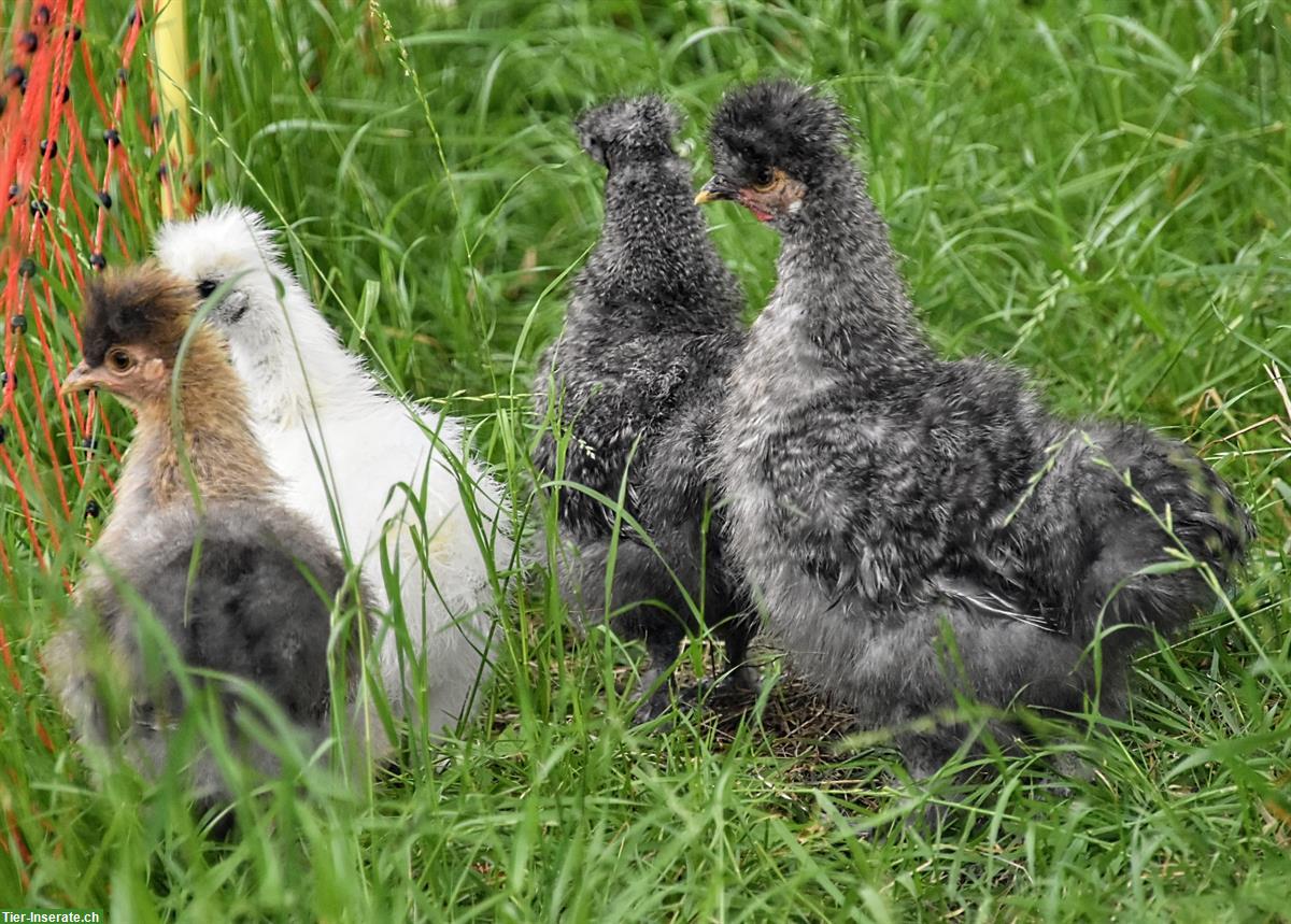 Zwergseidenhuhn Junghähne aus Naturbrut