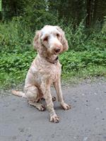 Toller Junghund sucht liebevolles Zuhause