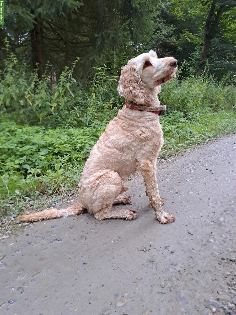 Bild 2: Toller Junghund sucht liebevolles Zuhause