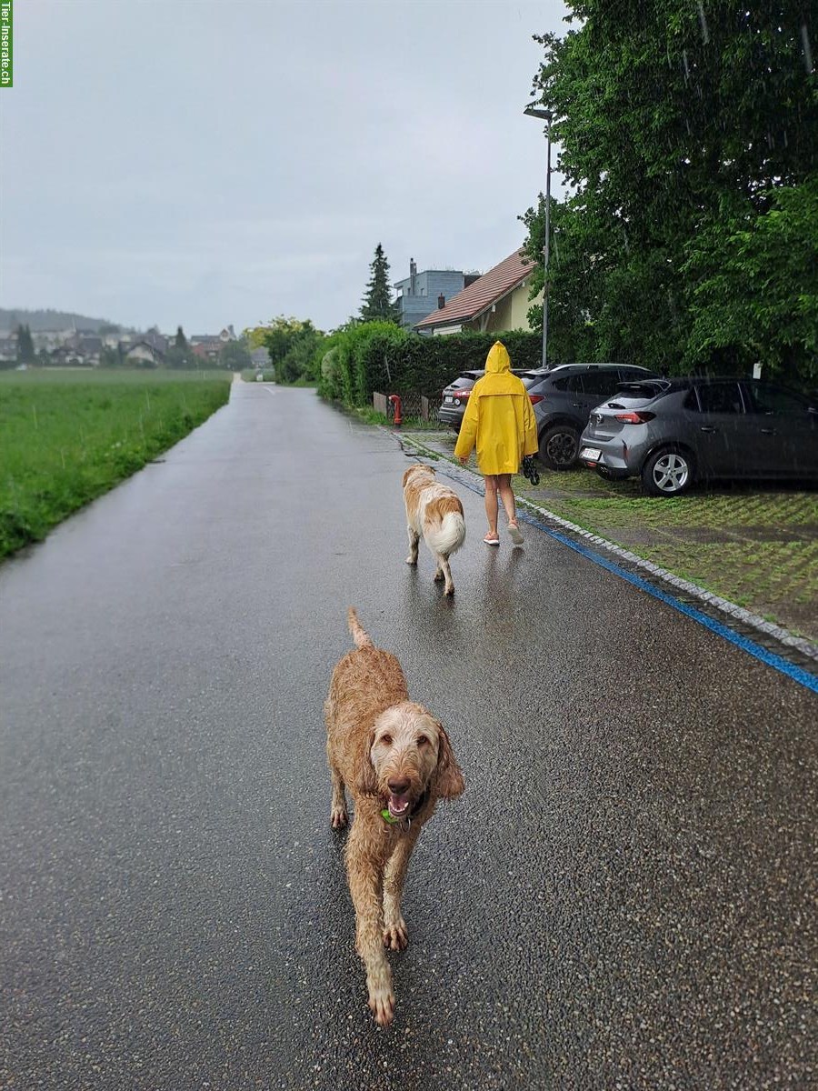 Bild 4: Toller Junghund sucht liebevolles Zuhause