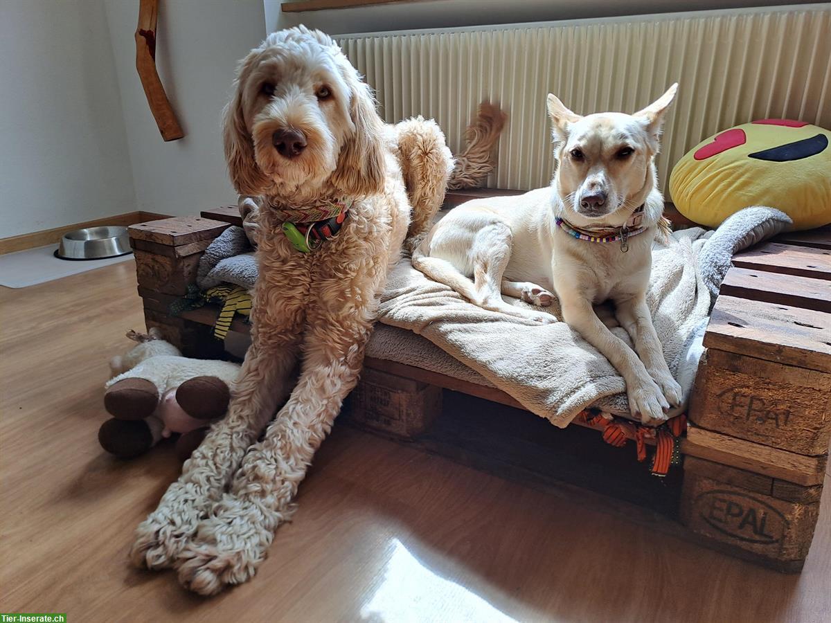 Bild 5: Toller Junghund sucht liebevolles Zuhause