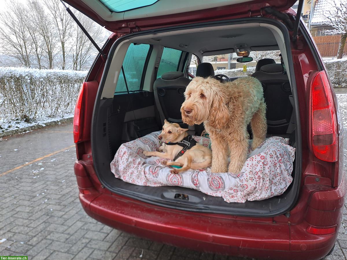 Bild 6: Toller Junghund sucht liebevolles Zuhause