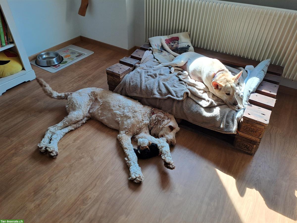 Bild 8: Toller Junghund sucht liebevolles Zuhause