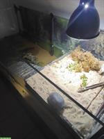 Moschus Schildkröten Männlein + Weiblein mit Aquarium