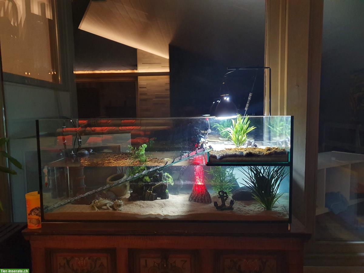 Bild 2: Moschus Schildkröten Männlein + Weiblein mit Aquarium
