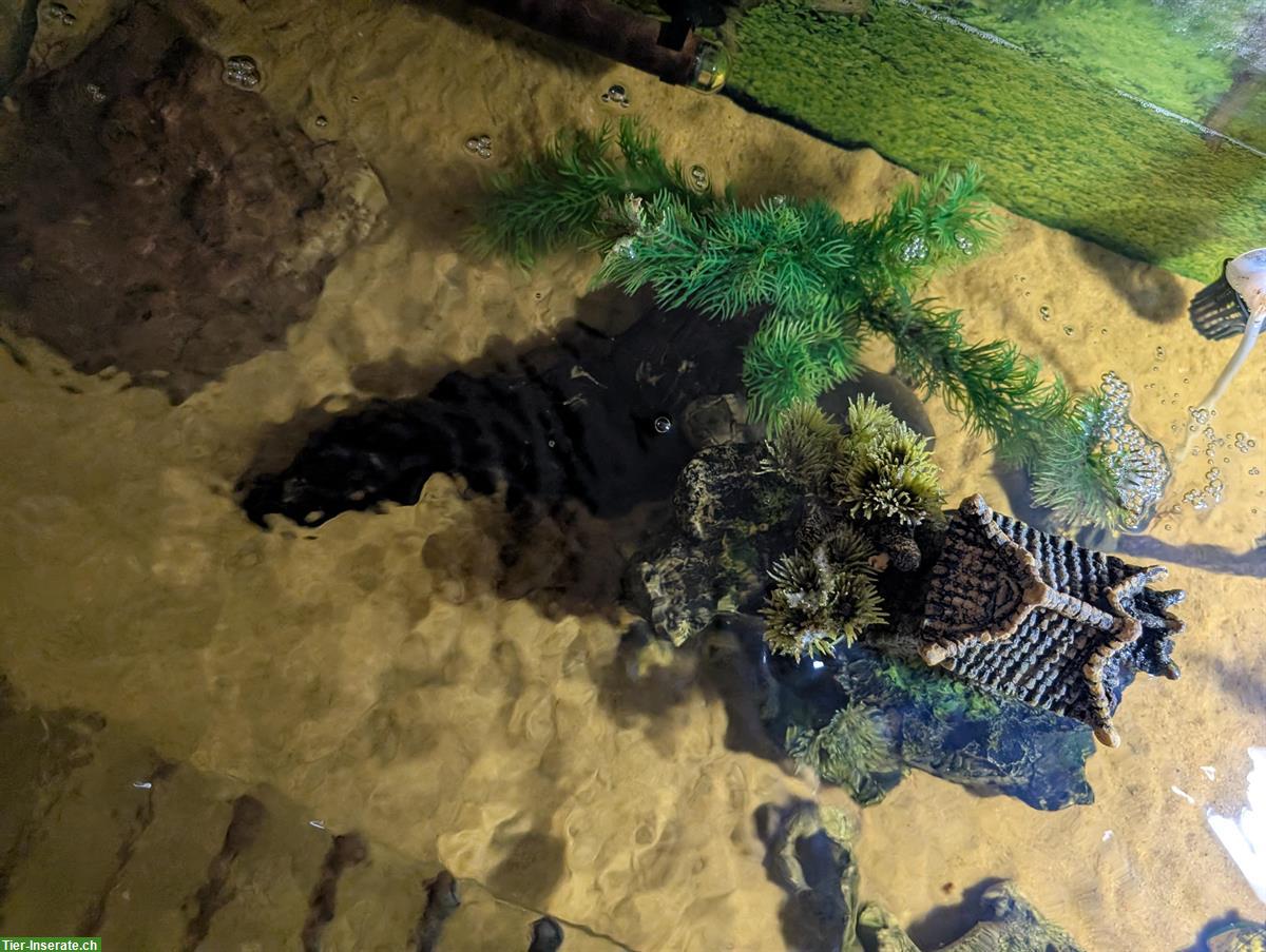 Bild 3: Moschus Schildkröten Männlein + Weiblein mit Aquarium