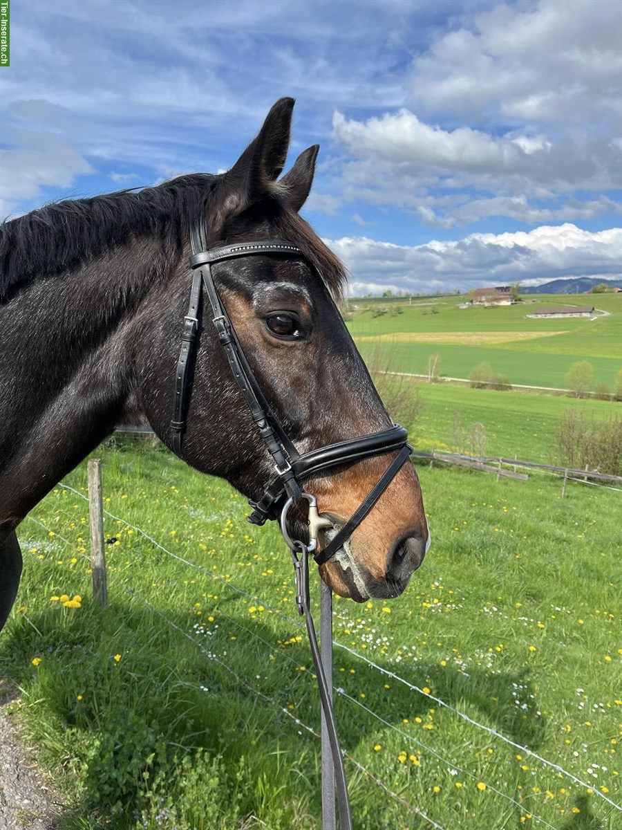 Bild 2: Reitbeteiligung in Kirchdorf BE