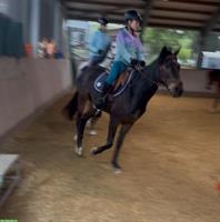 Pflege- oder Reitbeteiligung gesucht, nähe Erzenholz, Frauenfeld