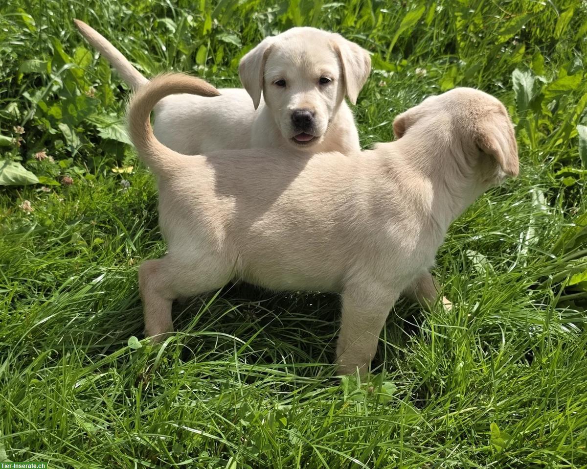 Reinrassige Labrador Welpen blond/schwarz