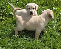 Reinrassige Labrador Welpen blond/schwarz