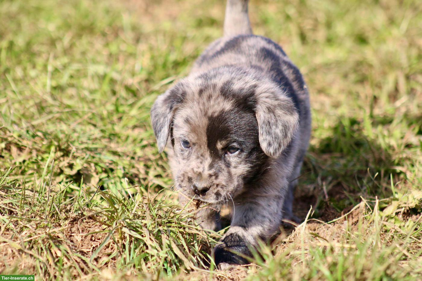Bild 10: Reinrassige Labrador Welpen Blond, Merle