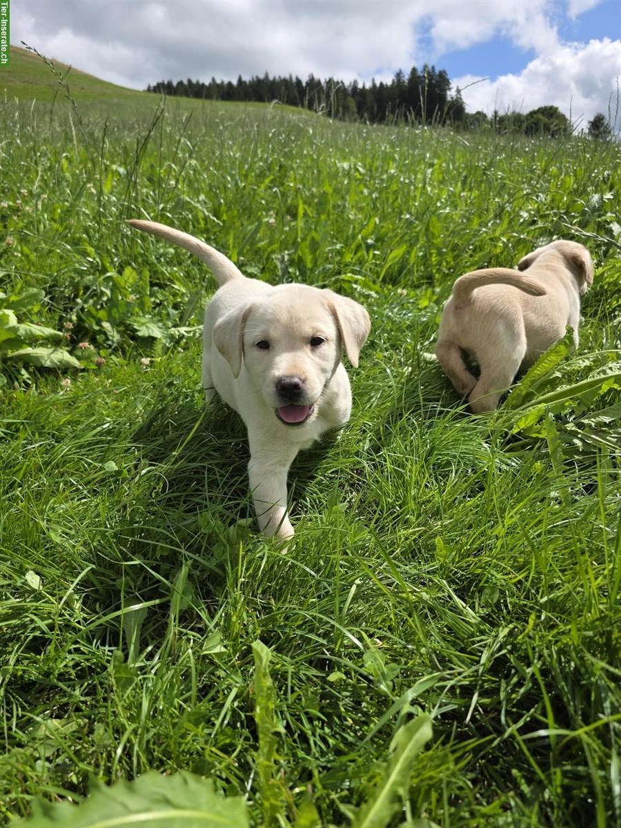 Bild 2: Reinrassige Labrador Welpen blond/schwarz