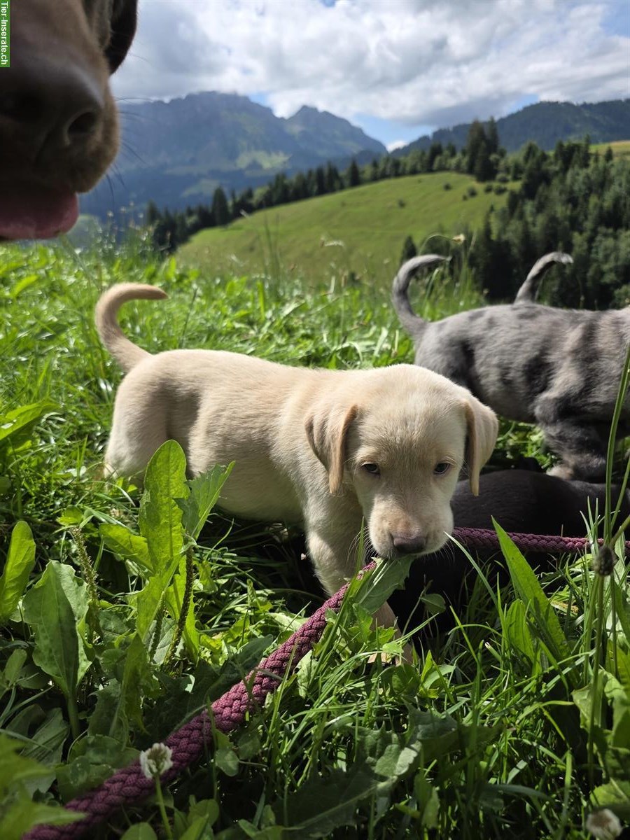 Bild 3: Reinrassige Labrador Welpen blond/schwarz