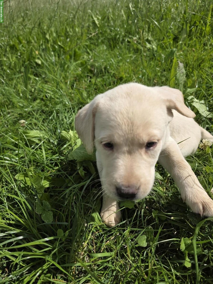 Bild 4: Reinrassige Labrador Welpen blond/schwarz
