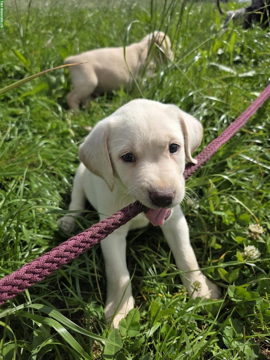 Bild 5: Reinrassige Labrador Welpen blond/schwarz
