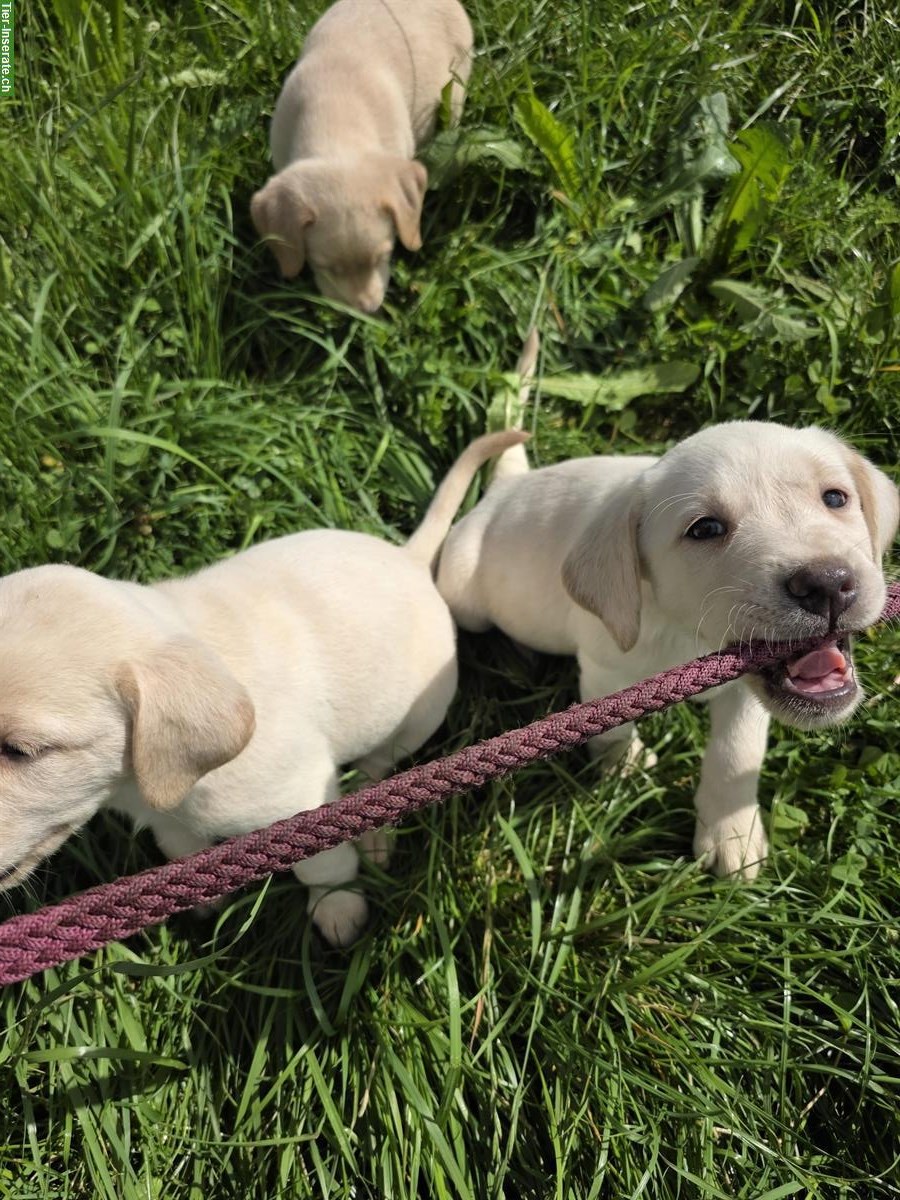 Bild 6: Reinrassige Labrador Welpen blond/schwarz