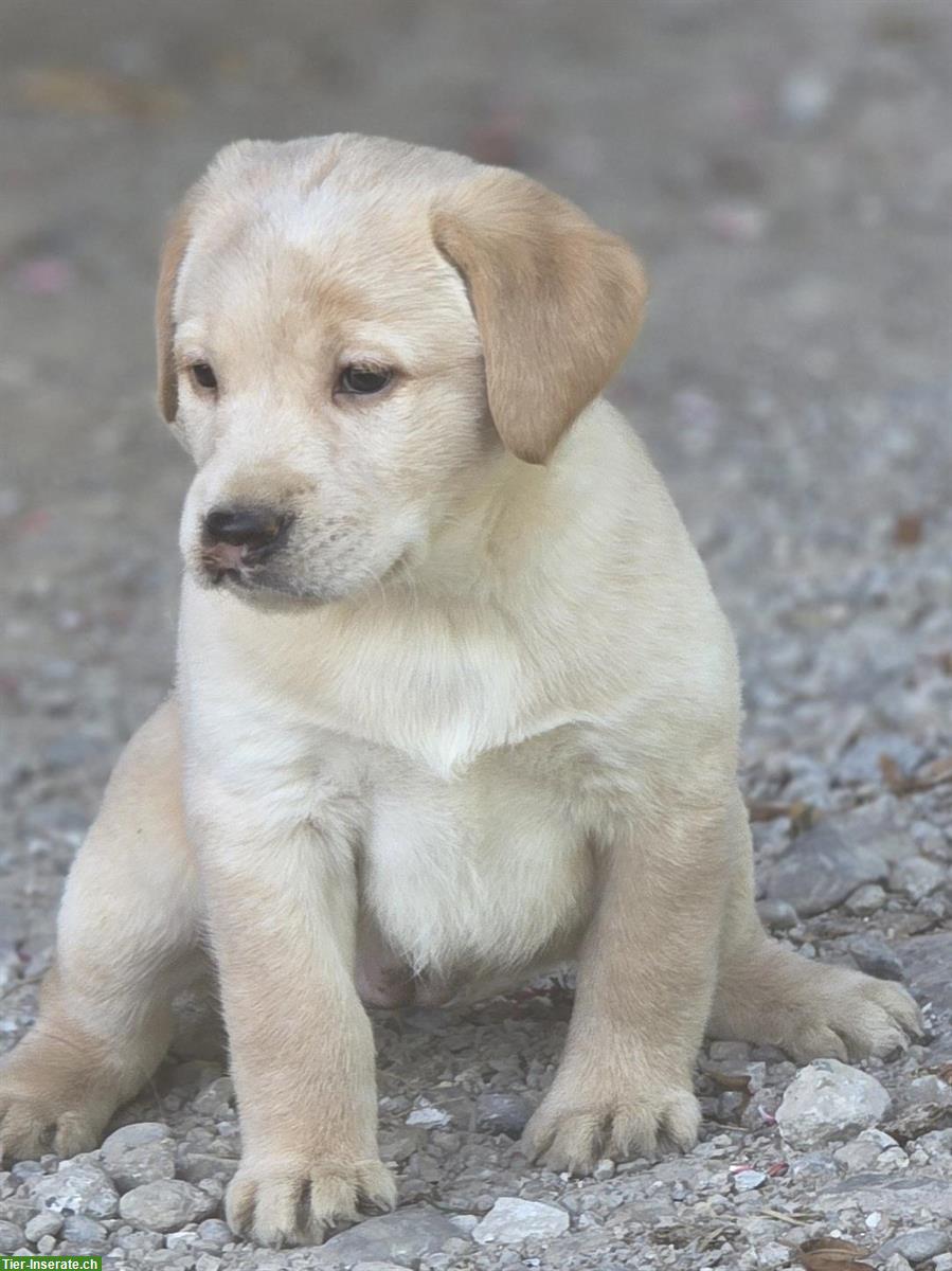 Bild 7: Reinrassige Labrador Welpen blond-Foxred/schwarz/silver