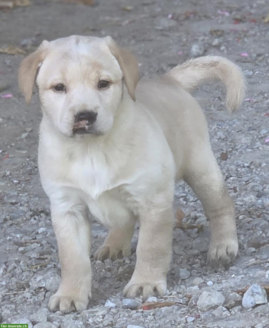 Bild 8: Reinrassige Labrador Welpen blond-Foxred/schwarz/silver